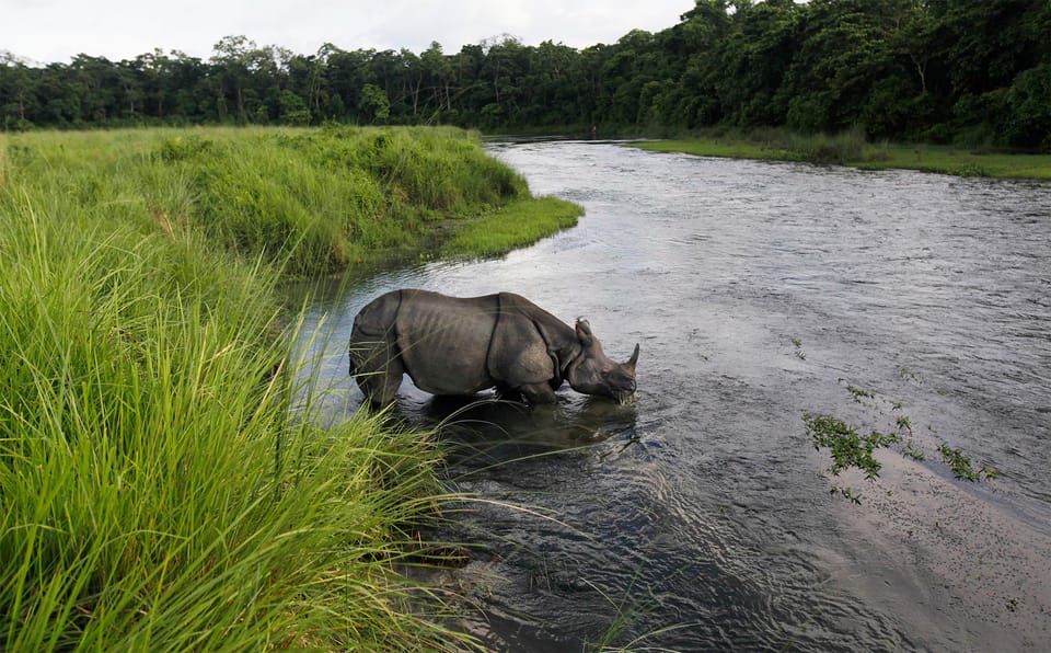 3 Nights 4 Days Chitwan National Park with Tower Night Stay photo 2