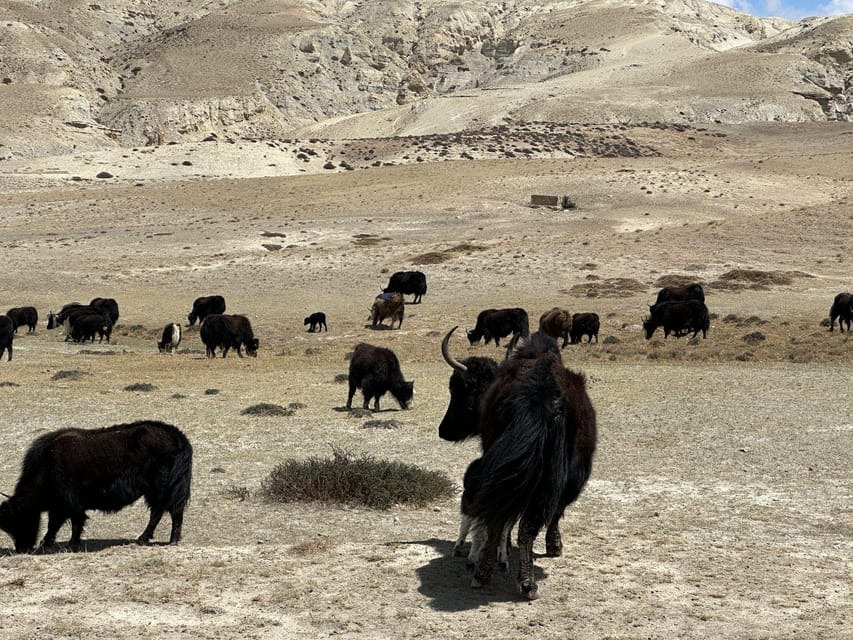 From Pokhara: Short Upper Mustang Guided Trekking 10-Days photo 3