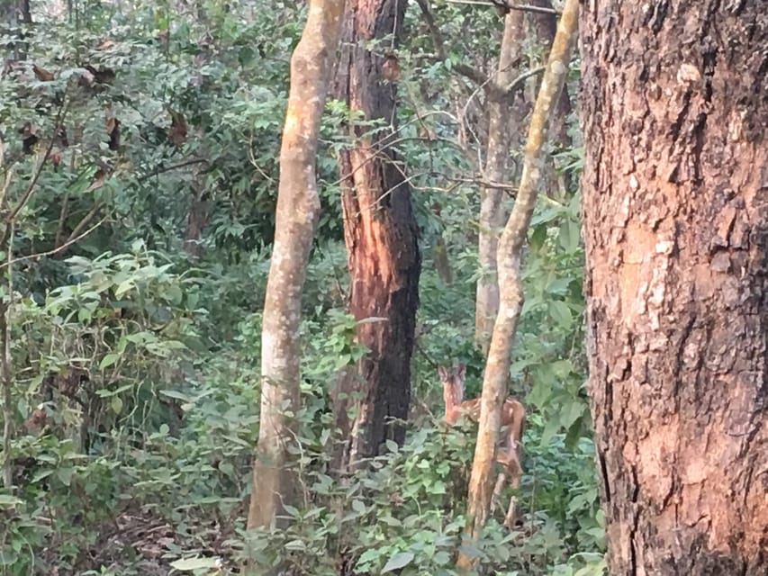 From Chitwan : Jeep Safari,Canoeing,Forest walk Day Tour photo 3