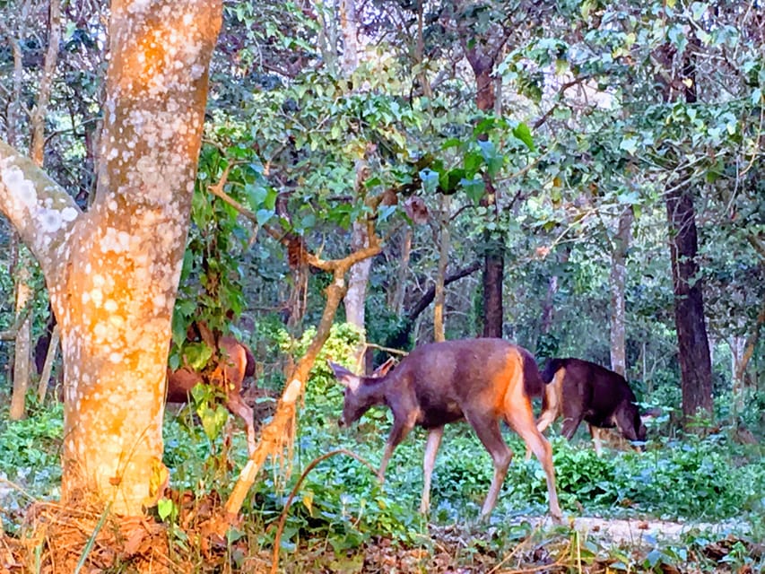 From Chitwan : Jeep Safari,Canoeing,Forest walk Day Tour photo 4