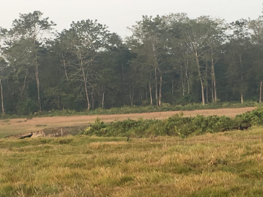 From Chitwan : Half Day Jeep Safari Tour photo 2