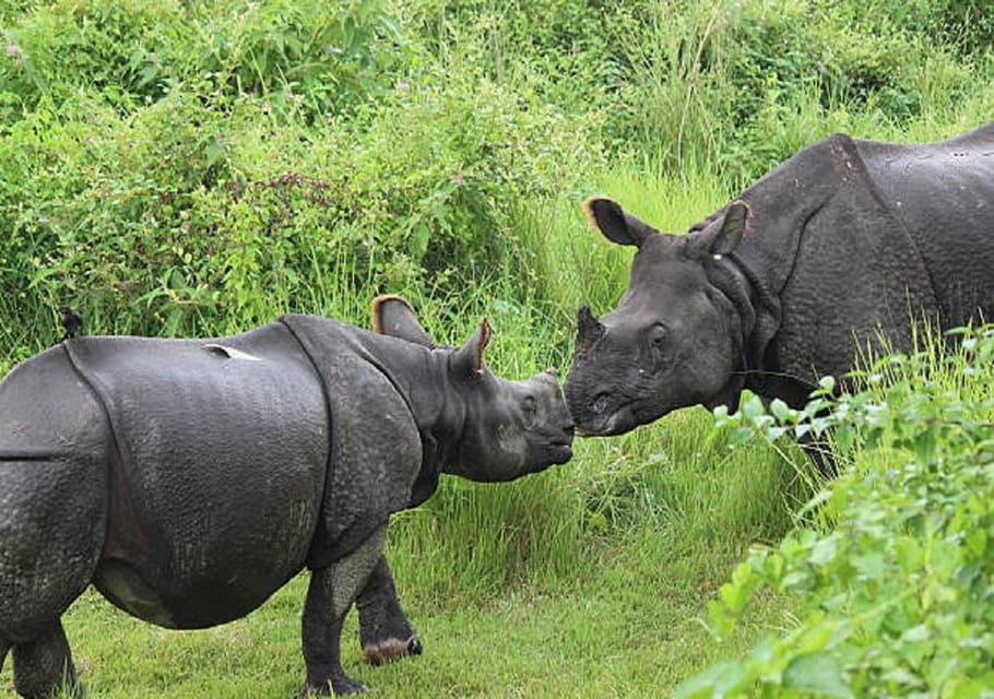 Wonders of Wildlife: 4-Day Chitwan National Park Tour photo 3