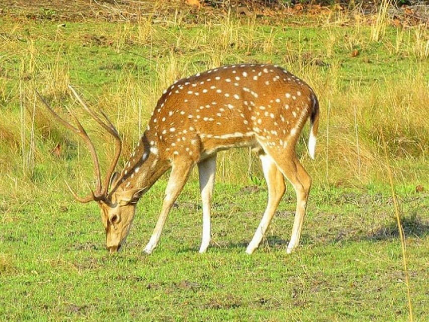Wonders of Wildlife: 4-Day Chitwan National Park Tour photo 4