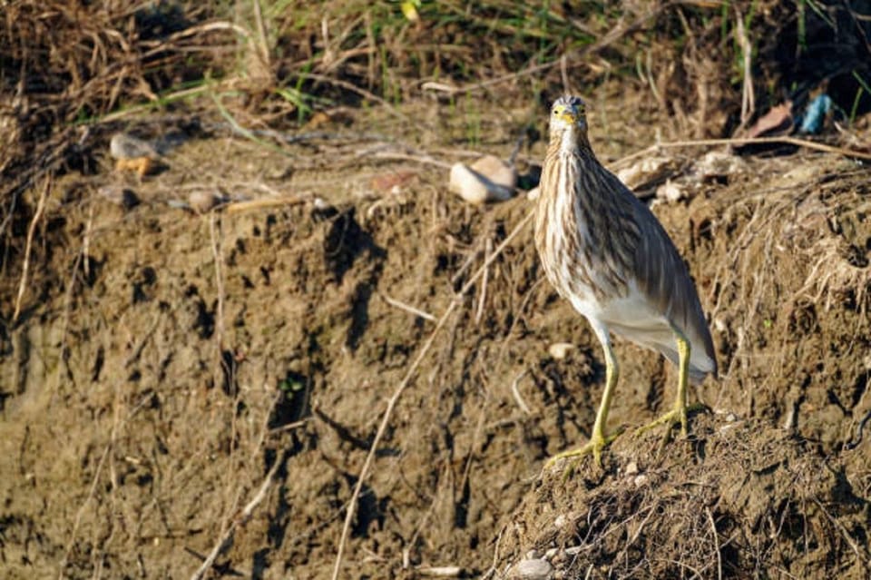 Wonders of Wildlife: 4-Day Chitwan National Park Tour photo 5