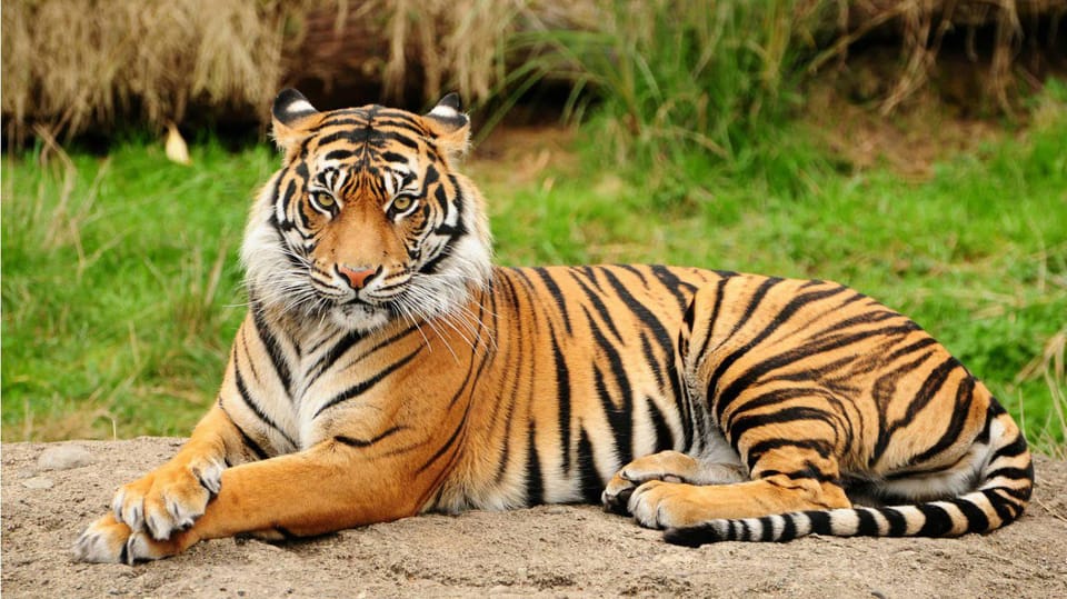 From Kathmandu/Pokhara: 3-Day All-Inclusive Chitwan Safari photo 2