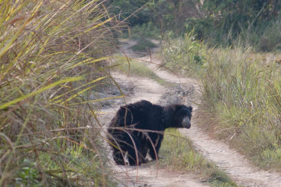 From Kathmandu/Pokhara: 3-Day All-Inclusive Chitwan Safari photo 3
