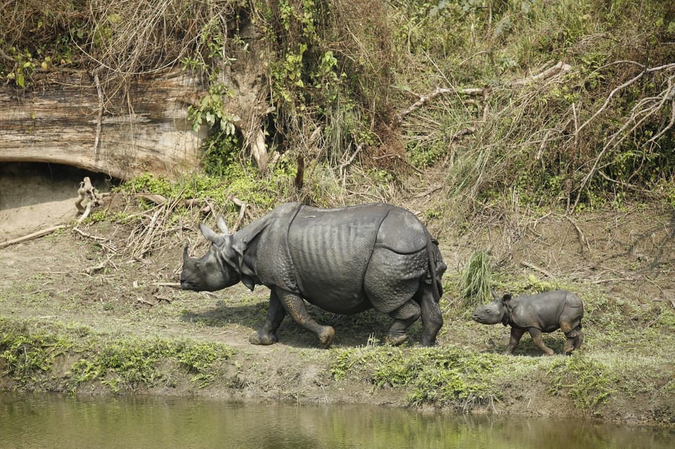 From Kathmandu/Pokhara: 3-Day All-Inclusive Chitwan Safari photo 5