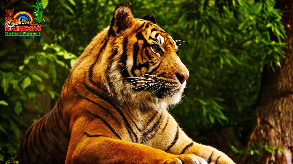 Kathmandu/Pokhara: 3 Day Chitwan Jungle Safari Tour photo 5