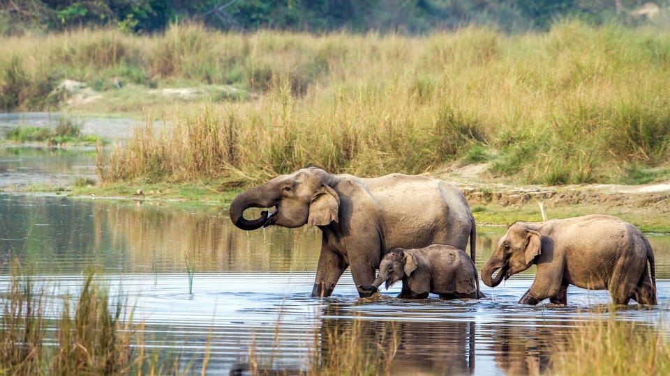 Kathmandu/Pokhara: 2-Day Chitwan Safari Private Tour By Car photo 3