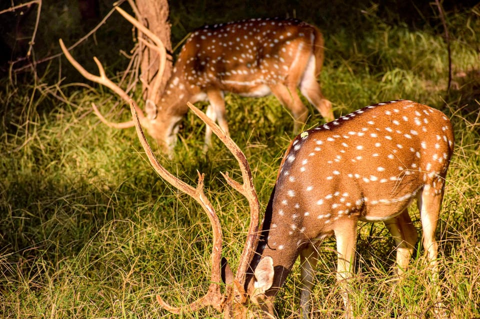 Kathmandu/Pokhara: 2-Day Chitwan Safari Private Tour By Car photo 4