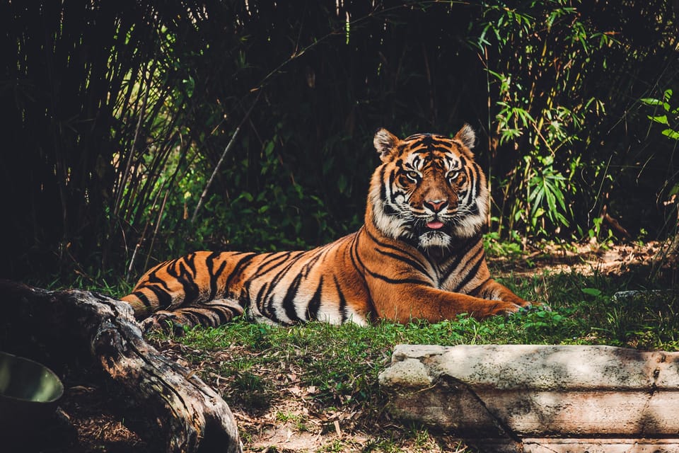 Kathmandu/Pokhara: 2-Day Chitwan Safari Private Tour By Car photo 5