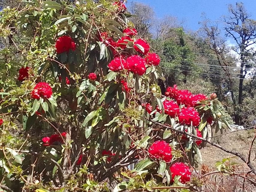 Pokhara: 3-Day Ghorepani, Poon Hill and Ghandruk Guided Trek photo 5