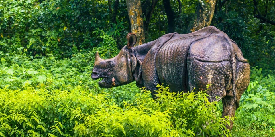 4 Days Chitwan Jungle Tour with 1 Night Jungle Tower stay photo 2