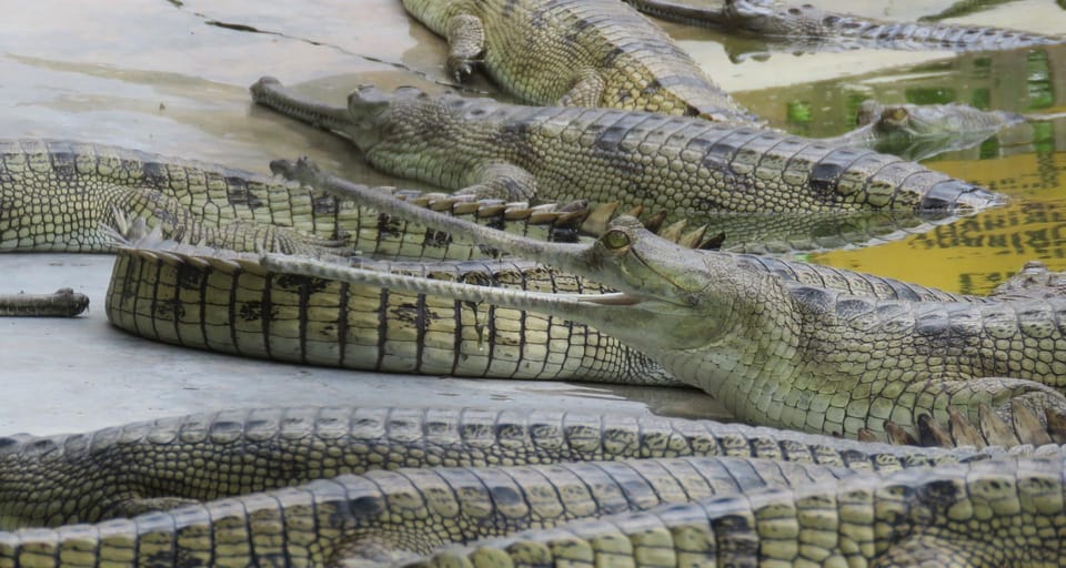 4 Days Chitwan Jungle Tour with 1 Night Jungle Tower stay photo 3