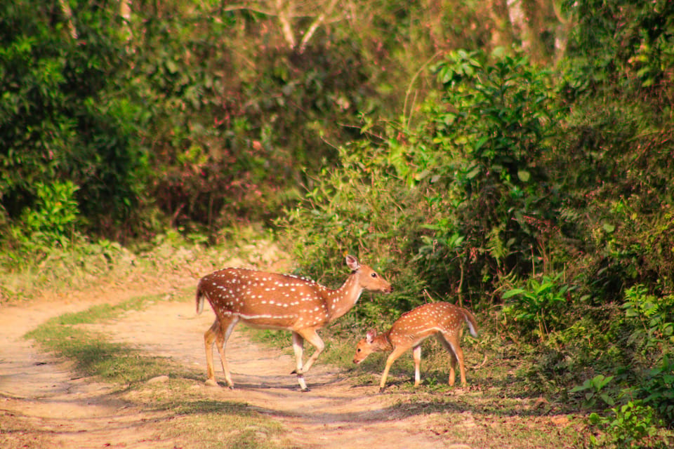 4 Days Chitwan Jungle Tour with 1 Night Jungle Tower stay photo 4