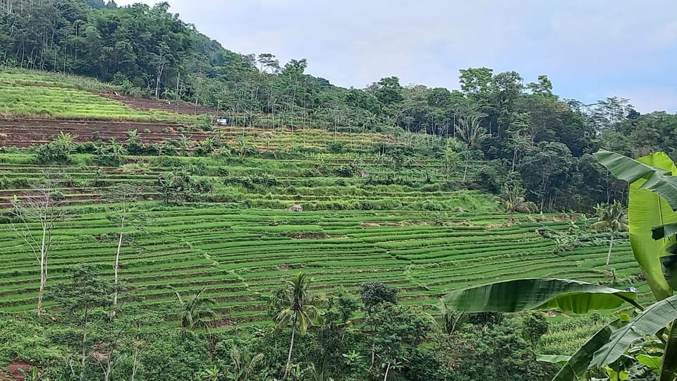 Yogyakarta :selogriyo temple, rice field trek& nepalvan java photo 3