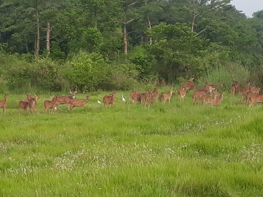 Chitwan: 4-Day Chitwan National Park Tiger Safari Tour photo 3