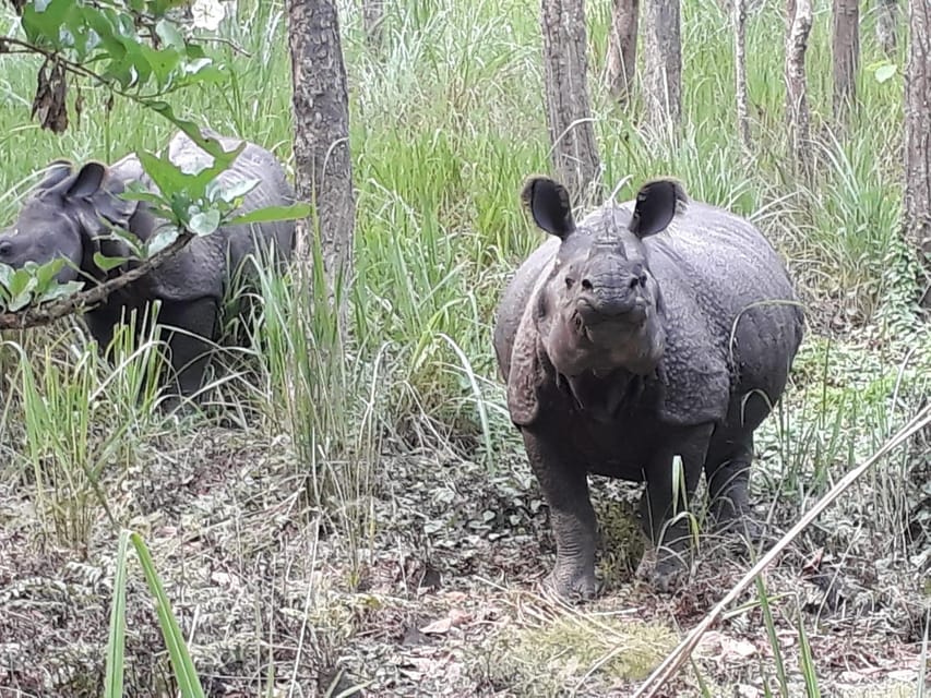 Chitwan: 4-Day Chitwan National Park Tiger Safari Tour photo 4