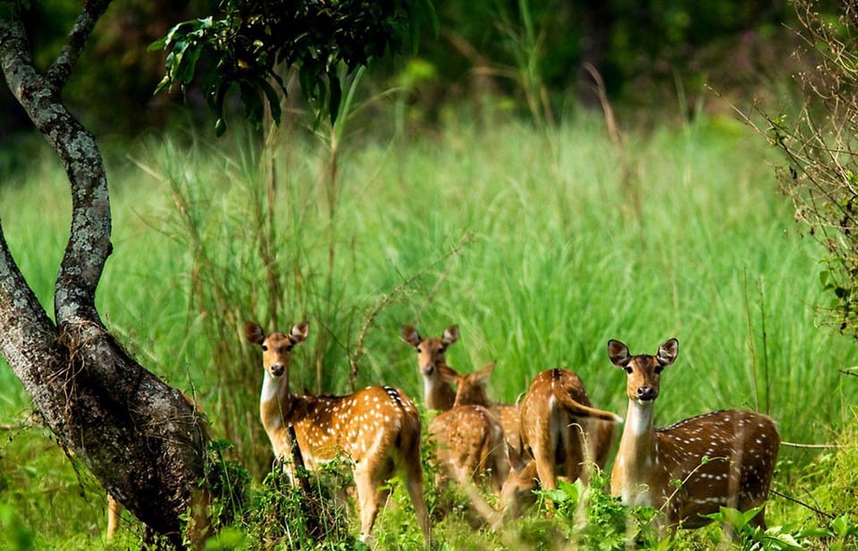 Chitwan 1 Night 2 Day Wildlife Adventure photo 2