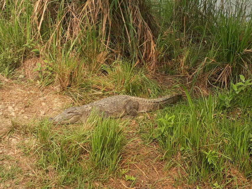 From Pokhara: 2-Day Chitwan National Park Safari Tour photo 3
