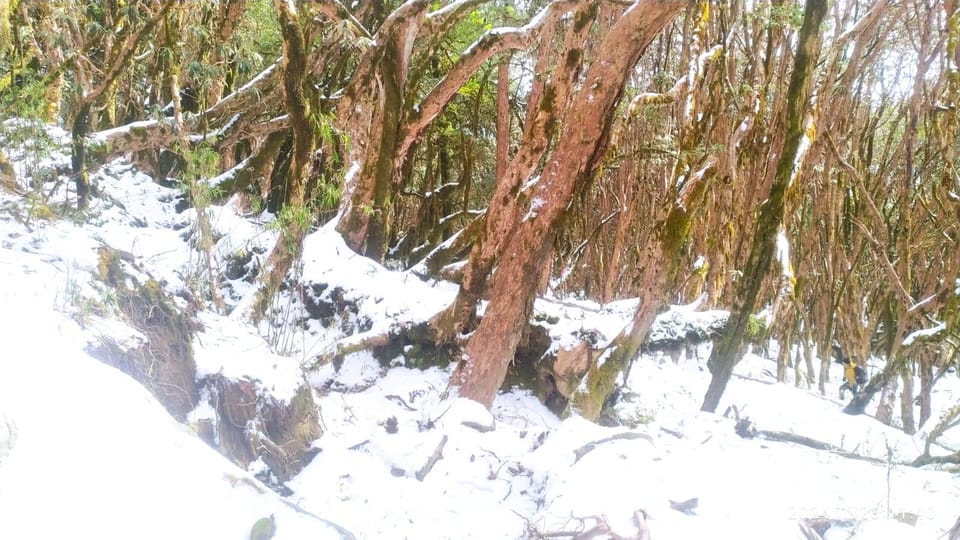 From Kathmandu: 6 Day Mardi Himal Base Camp Guided Trek photo 4