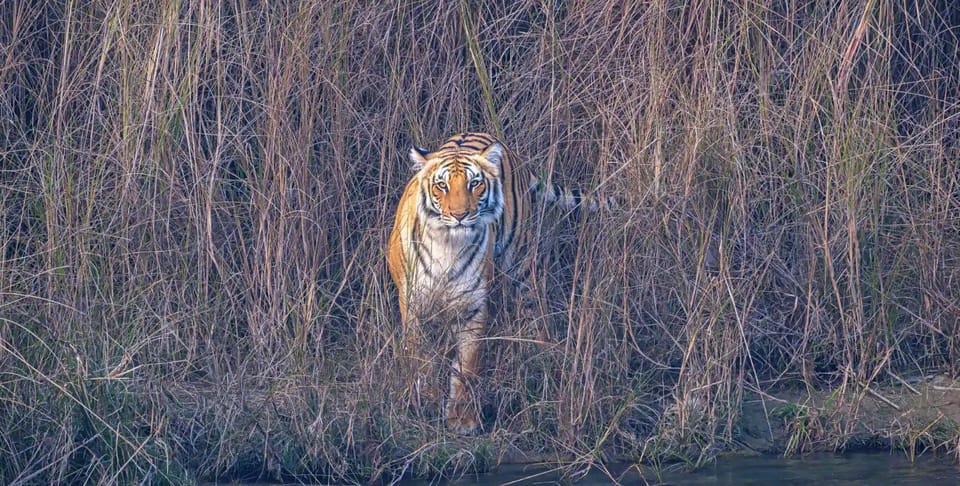 Chitwan Jungle Safari 3 Days- From Kathmandu or Pokhara photo 5