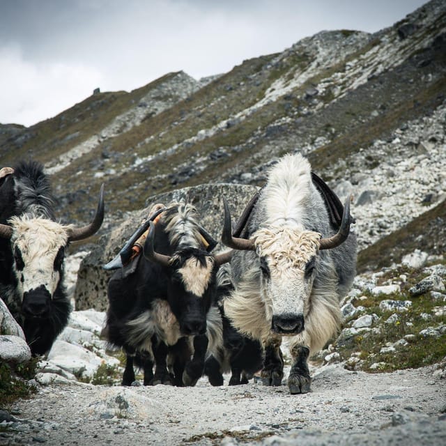 Everest Panorama Trek - Nature's Grandeur in Every Step
