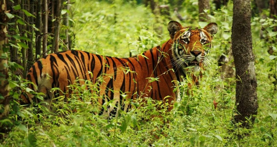 2 Days Chitwan Jungle Safari Tour from Pokhara/Kathmandu photo 3