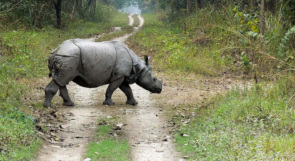 2 Night 3 Days Chitwan National Park/From Kathmandu/Pokhra photo 3