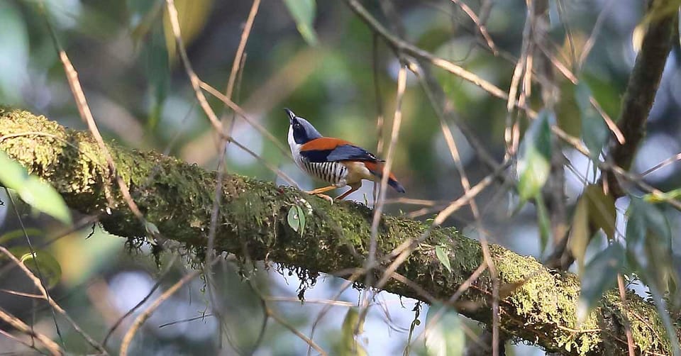 Kathmandu Valley: Bird Watching Tour with Guide photo 2