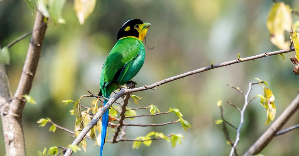 Kathmandu Valley: Bird Watching Tour with Guide photo 3