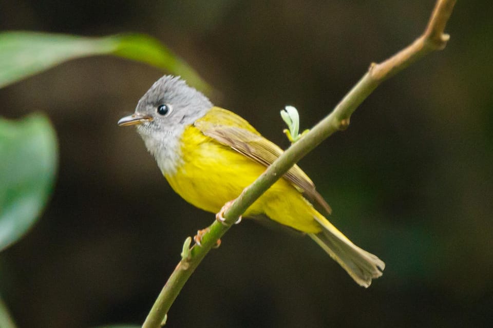 Kathmandu Valley: Bird Watching Tour with Guide photo 4