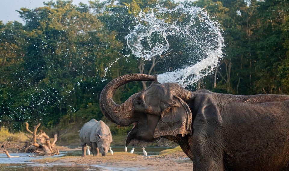 From Kathmandu/Pokhara: 3-Day Chitwan National Park Tour photo 2