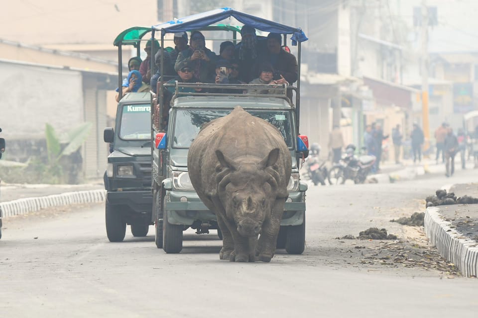 From Kathmandu/Pokhara: 3-Day Chitwan National Park Tour photo 4