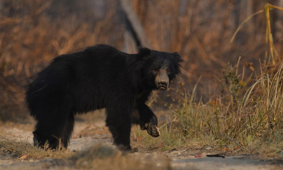 From Kathmandu/Pokhara: 3-Day Chitwan National Park Tour photo 5