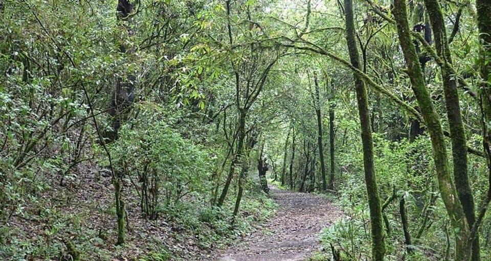 A day hiking from Kathmandu: Phulchowki Hill photo 3