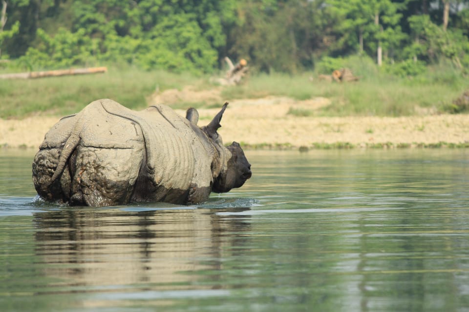 Pokhara : 4 Day Lumbini and Chitwan Safari Tour By Car photo 4