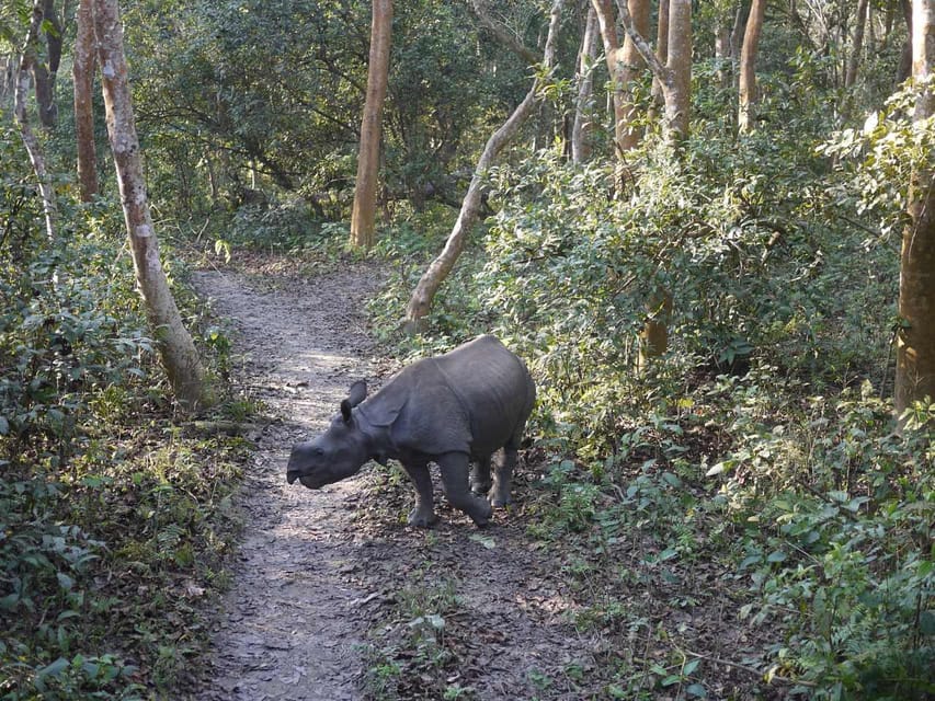 Chitwan Jungle Safari 3 Days – Wildlife & Culture photo 3