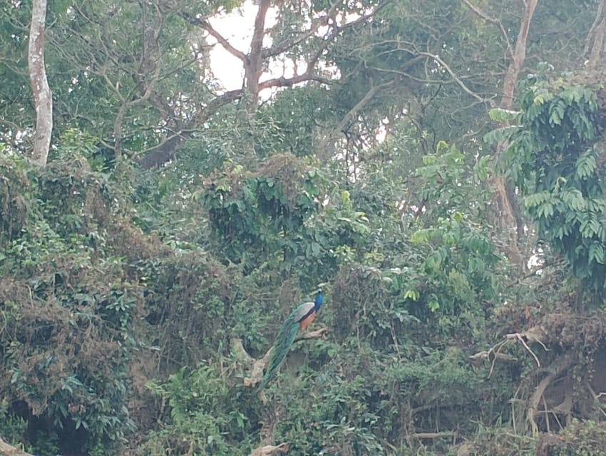 Thrills and Tranquility: Jeep Safari and Canoeing in Chitwan photo 2