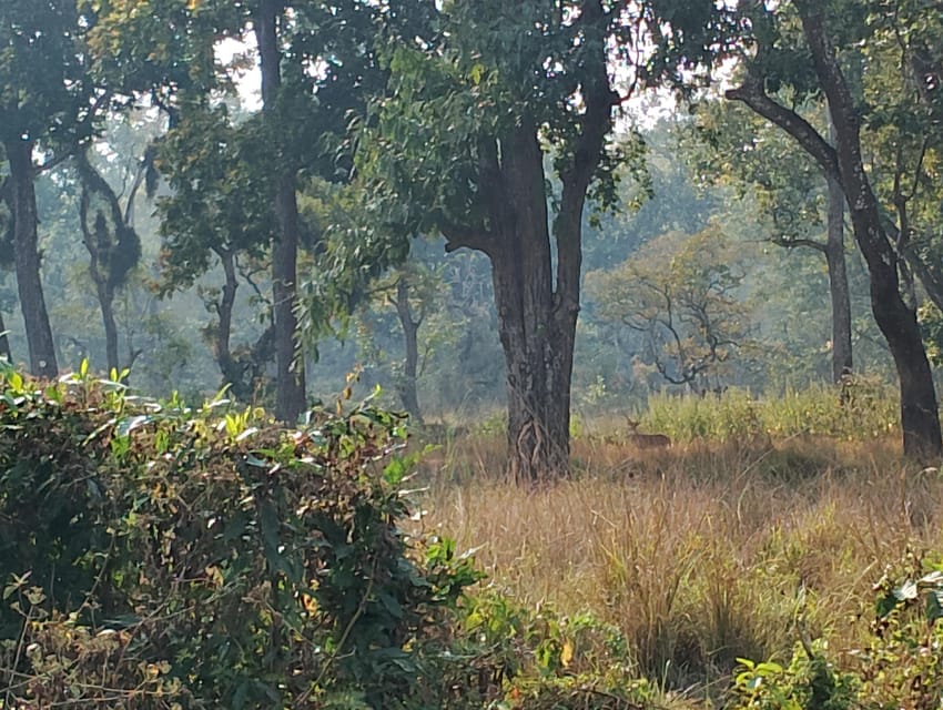 Thrills and Tranquility: Jeep Safari and Canoeing in Chitwan photo 5