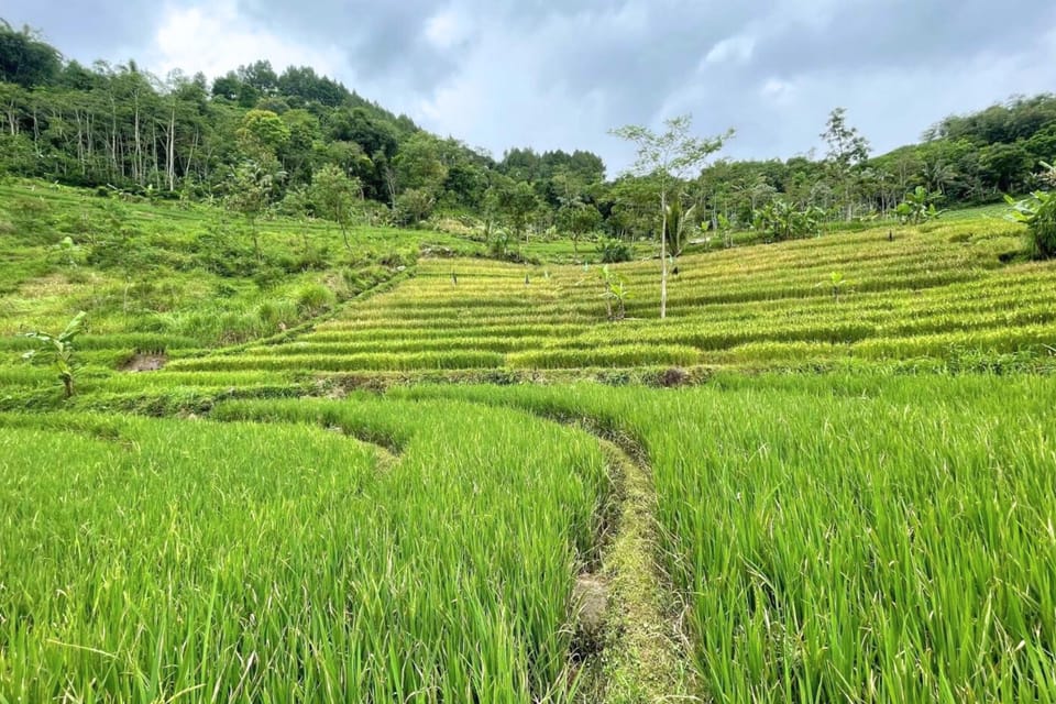 Borobudur: Nepal Van Java & Selogriyo Rice Terraces Private photo 4