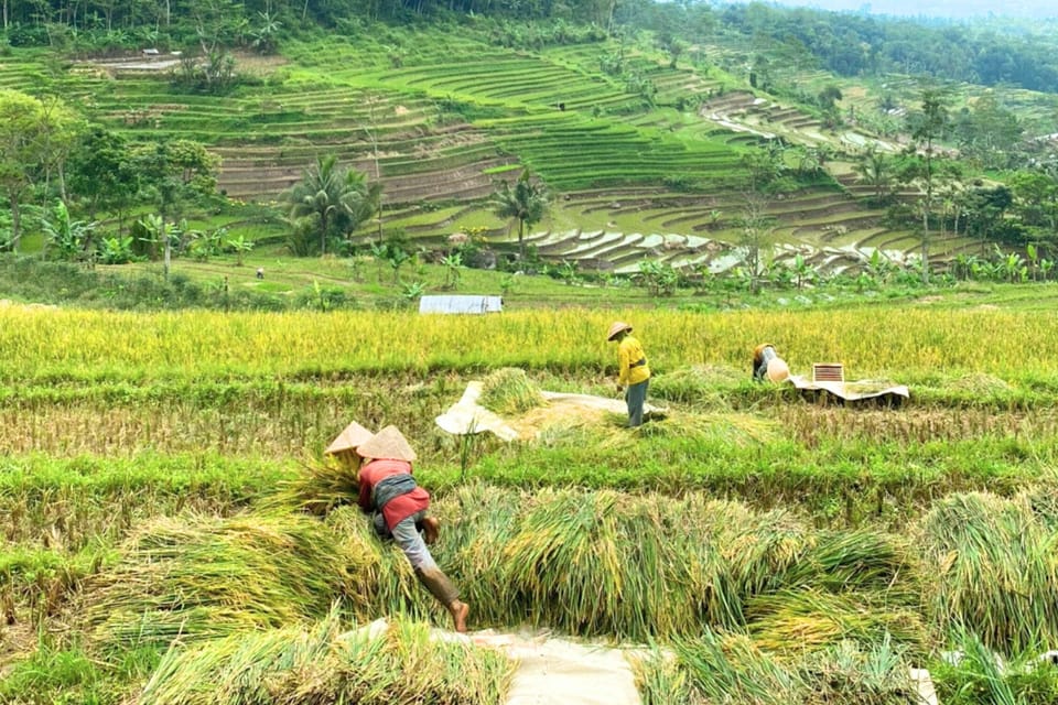 Borobudur: Nepal Van Java & Selogriyo Rice Terraces Private photo 5