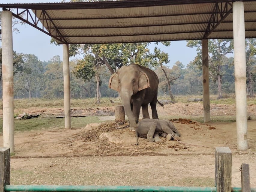 3 Nights 4 Days: Chitwan National Park with Tower Night Stay photo 5