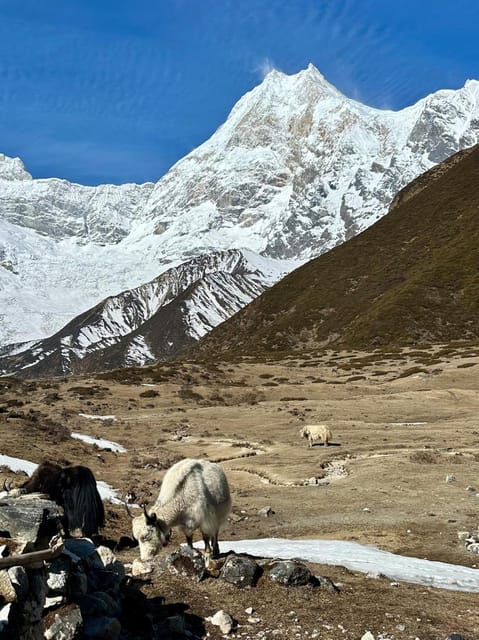 Manaslu Circuit Trek with Larkya La Pass - Hidden Gems photo 5