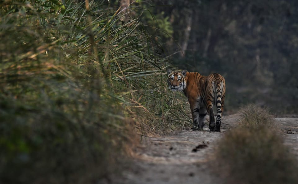 Chitwan 3 nights package from Kathmandu or Pokhara photo 2