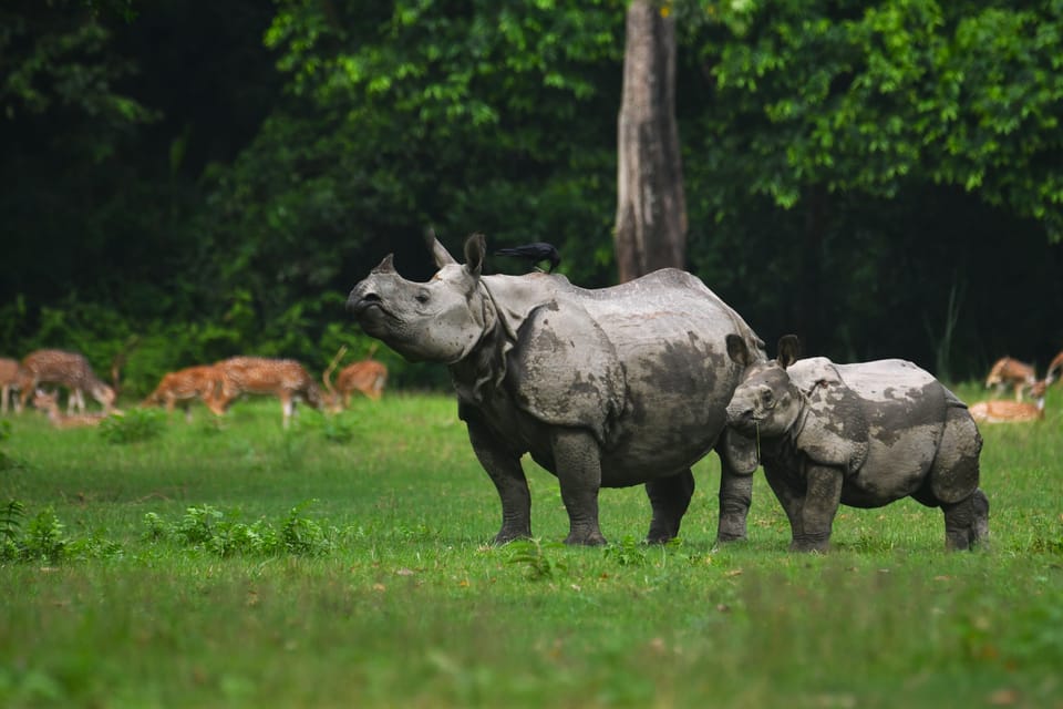 Chitwan 3 nights package from Kathmandu or Pokhara photo 5