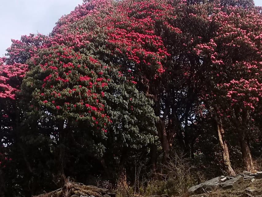 Kathmandu: 3 days Chispani Nagarkot Trek photo 2