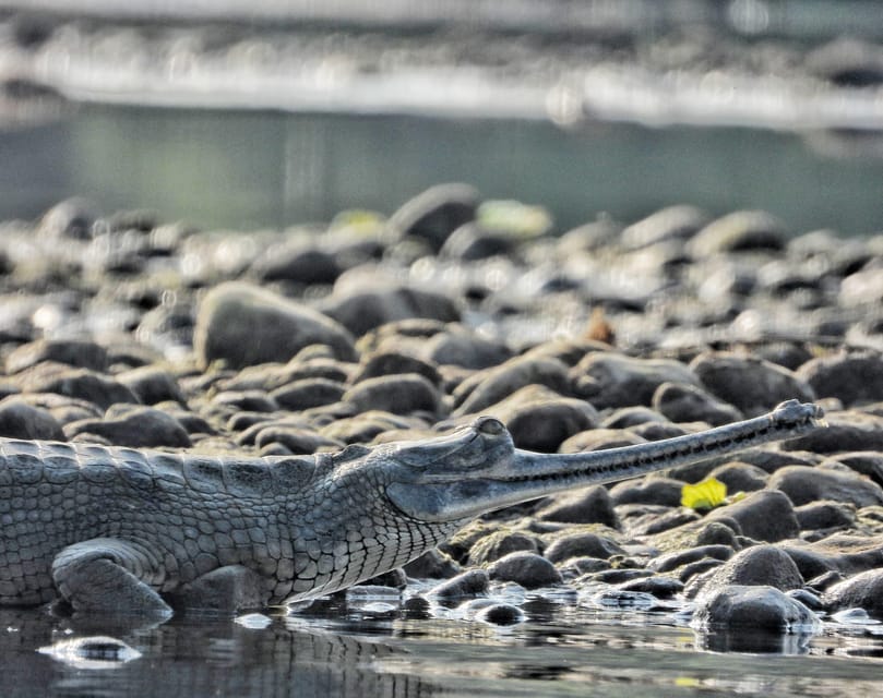 Chitwan: Full-Day Safari Canoeing and Jungle Walk and Jeep photo 5