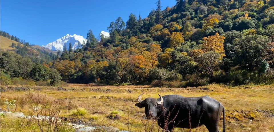 Pokhara: 2-day Kokhe Hill (Hidden Himalaya Gem) Private Trek photo 4
