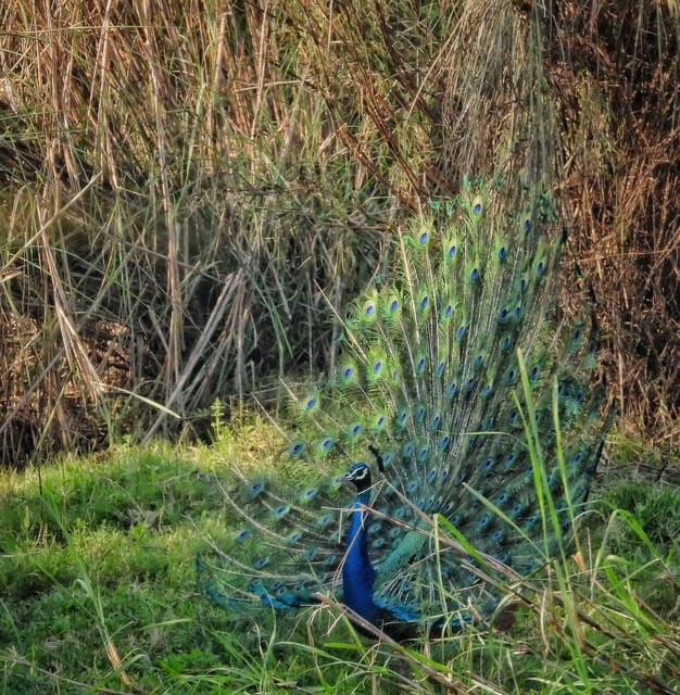 Chitwan National Park: Full-Day Jeep Safari with Lunch photo 4